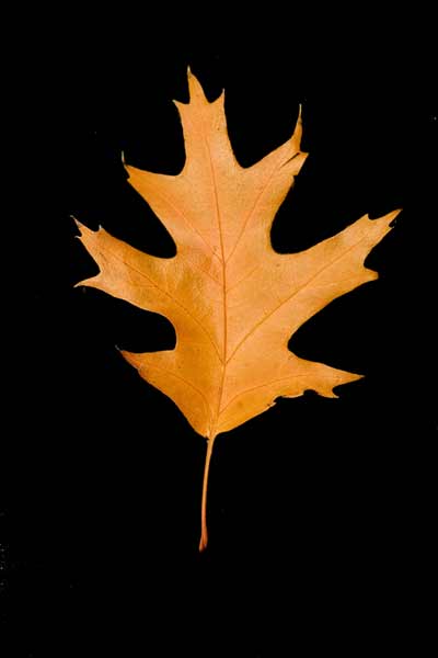 PS怎样合成唯美月色下的浪漫情侣图片