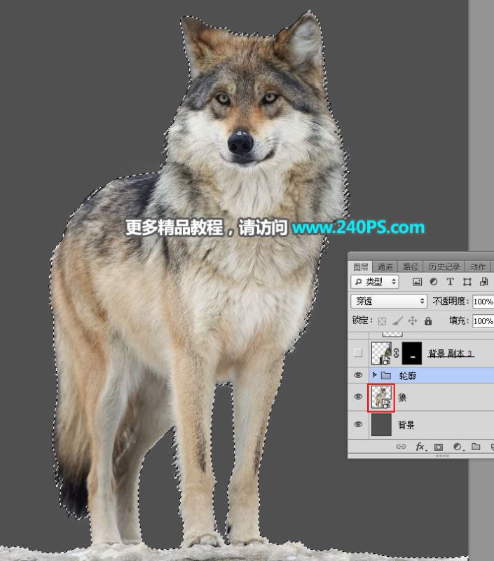 ps怎样制作合成狼与森林结合的二次曝光效果?
