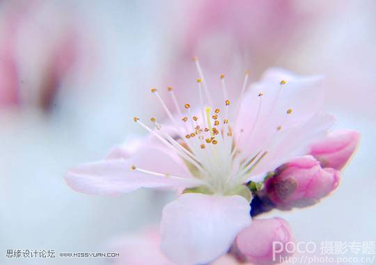 花卉摄影技巧和经验四要素