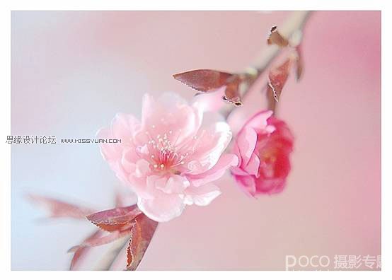 花卉摄影技巧和经验四要素