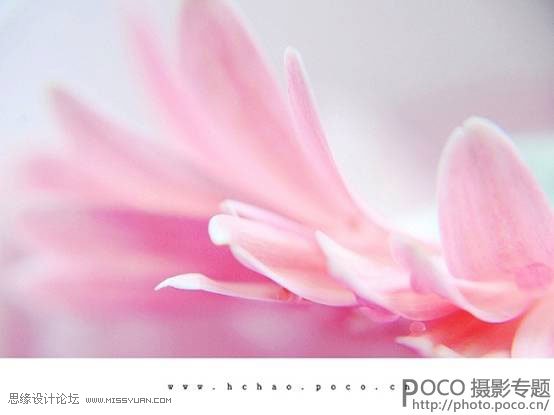 花卉摄影技巧和经验四要素