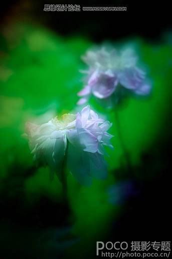 花卉摄影技巧和经验四要素