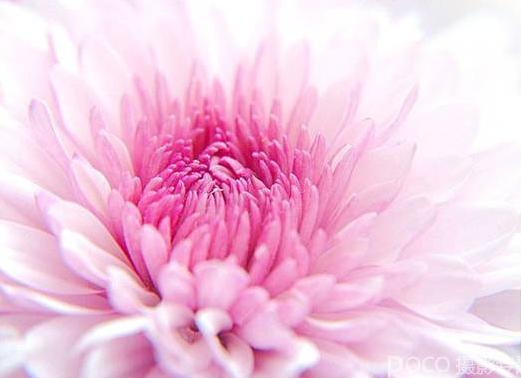 花卉摄影技巧和花卉摄影经验四要素详解