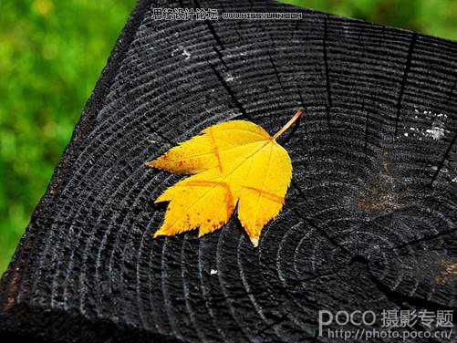 花卉摄影技巧和经验四要素