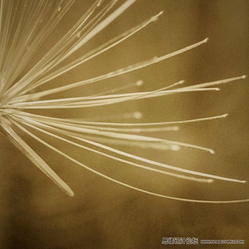 花卉摄影的抽象拍摄技法