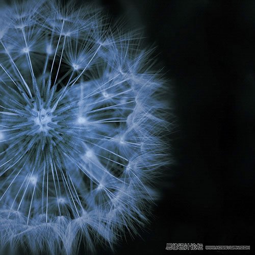 花卉摄影的抽象拍摄技法