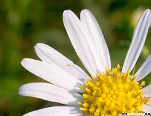 使用Photoshop高质量放大图片的技巧教程