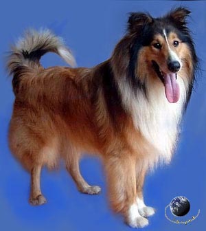 Photoshop抠出动物复杂毛的照片抠图教程