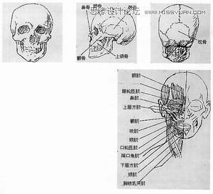 Maya建模教程:人头建模的详细教程
