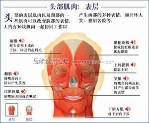 Maya建模教程:人头建模的详细教程