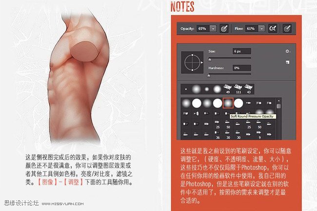 详细解析人体躯干肌肉画法详解
