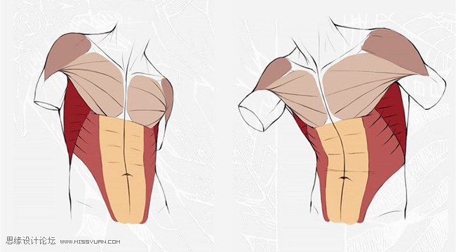详细解析绘画绘制人体躯干肌肉画法教程