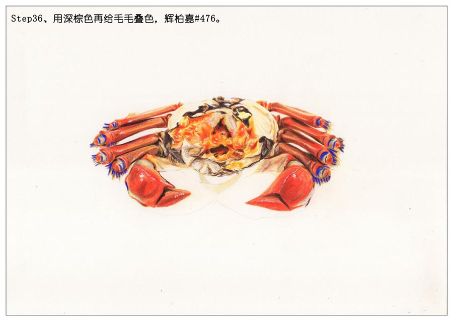 彩色铅笔画之手绘美食大闸蟹
