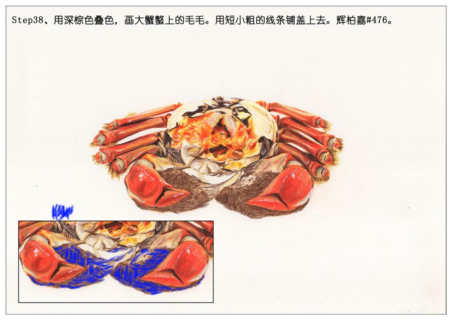 彩色铅笔画之手绘美食大闸蟹