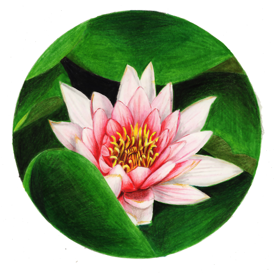 使用铅笔绘制鲜艳荷花荷叶彩色铅笔画的教程