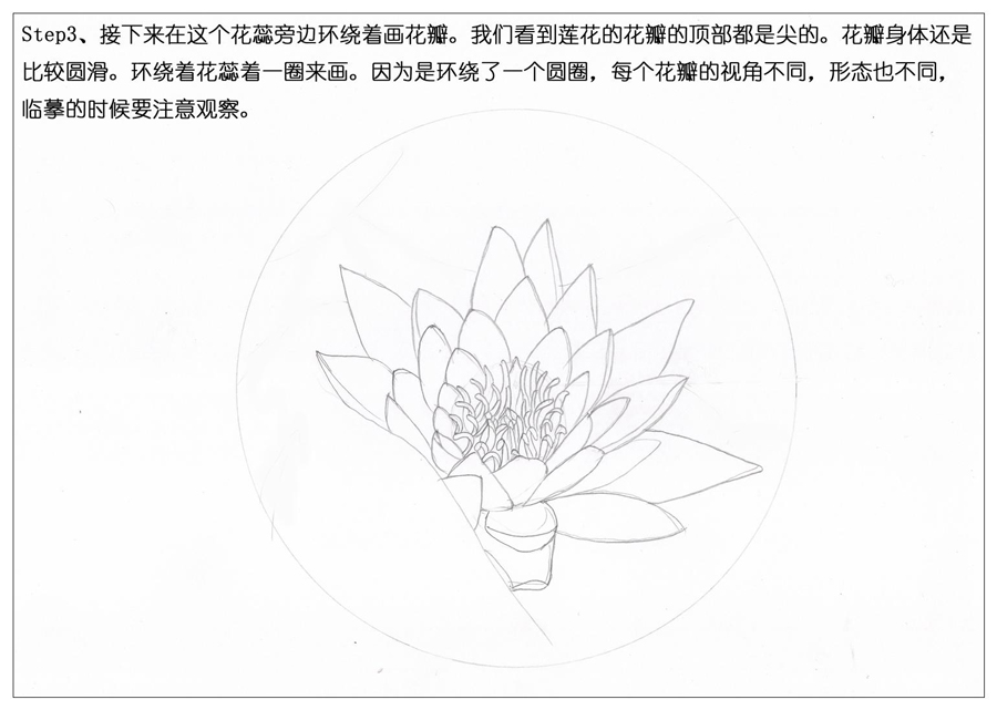 彩色铅笔画之鲜艳荷花荷叶