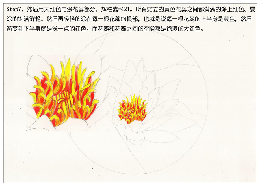 彩色铅笔画之鲜艳荷花荷叶