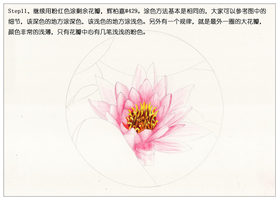 彩色铅笔画之鲜艳荷花荷叶