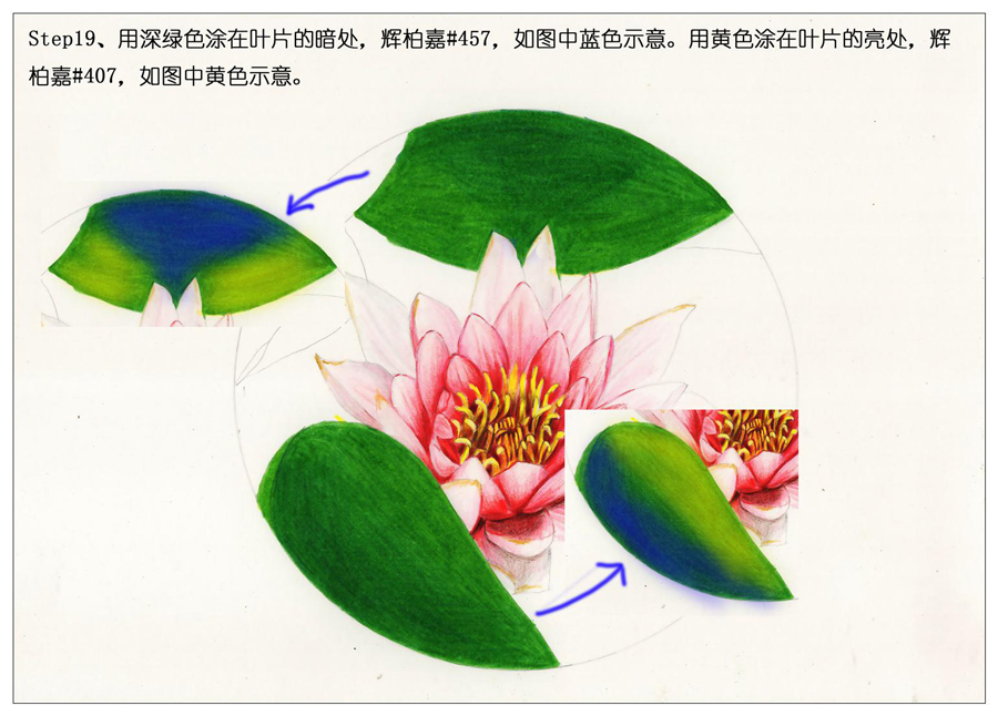 彩色铅笔画之鲜艳荷花荷叶