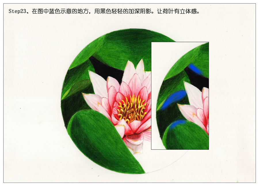 彩色铅笔画之鲜艳荷花荷叶