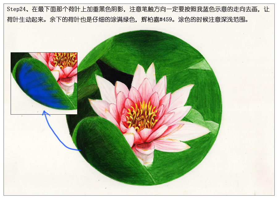 彩色铅笔画之鲜艳荷花荷叶