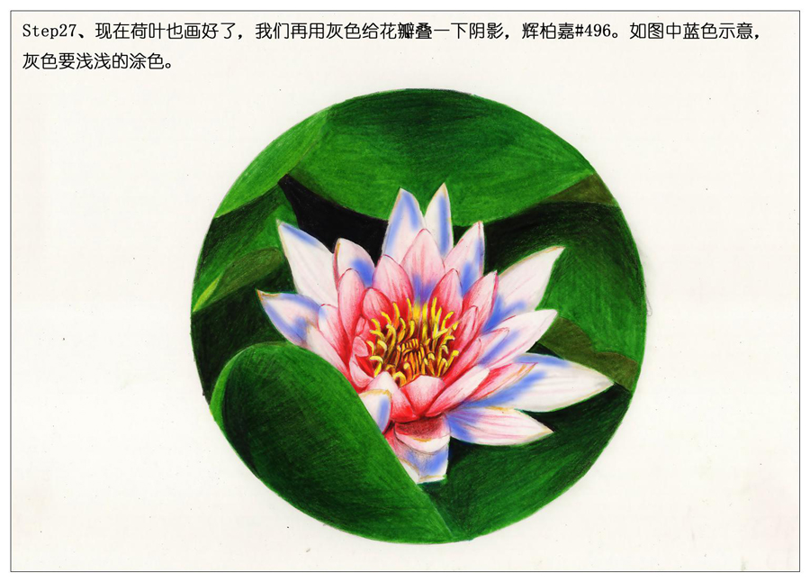 彩色铅笔画之鲜艳荷花荷叶