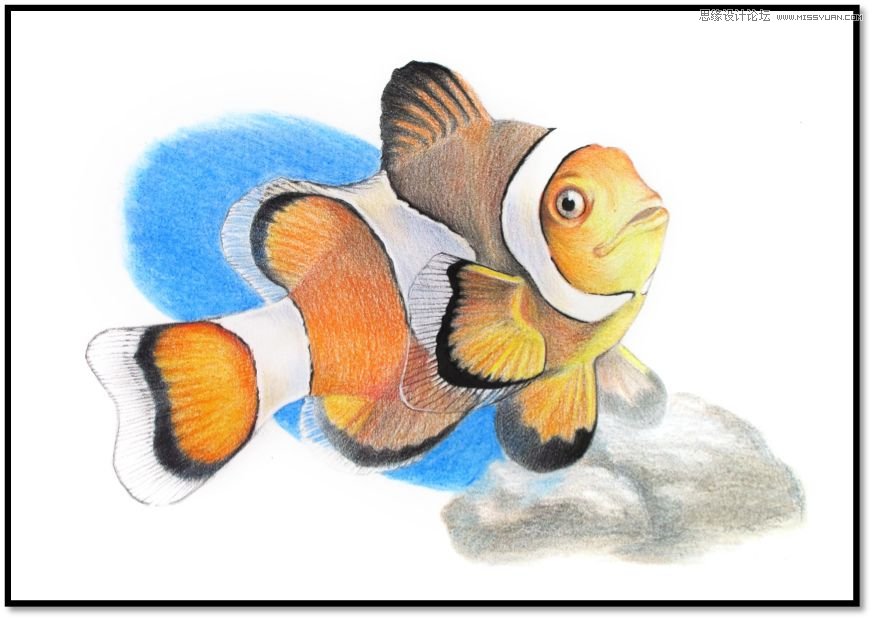 详解彩色铅笔画之小丑鱼的画法