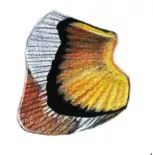 详解彩色铅笔画之小丑鱼的画法