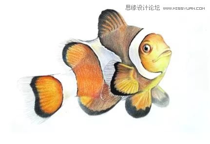 详解彩色铅笔画之小丑鱼的画法