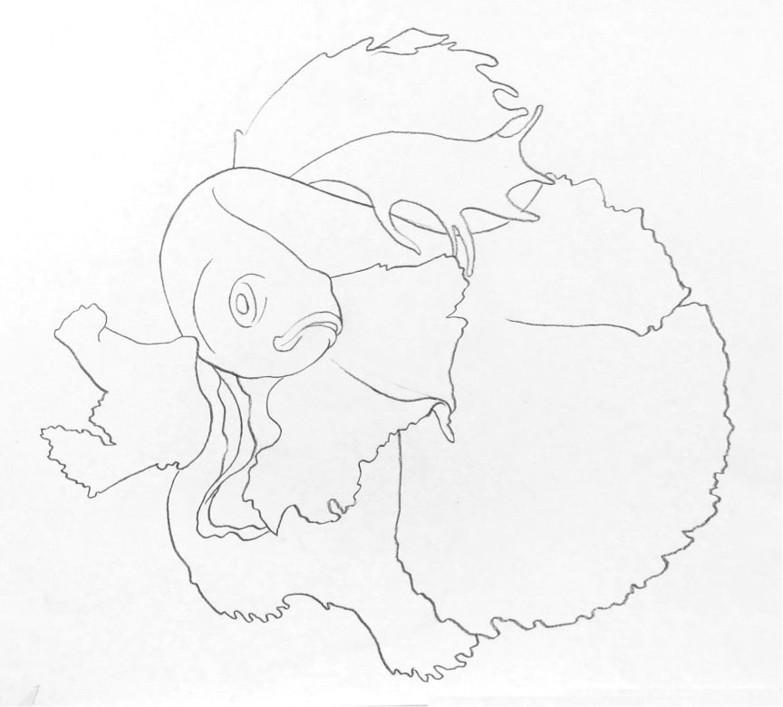 彩色铅笔画之泰国斗鱼的画法