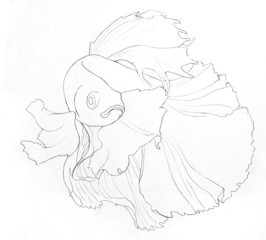 彩色铅笔画之泰国斗鱼的画法