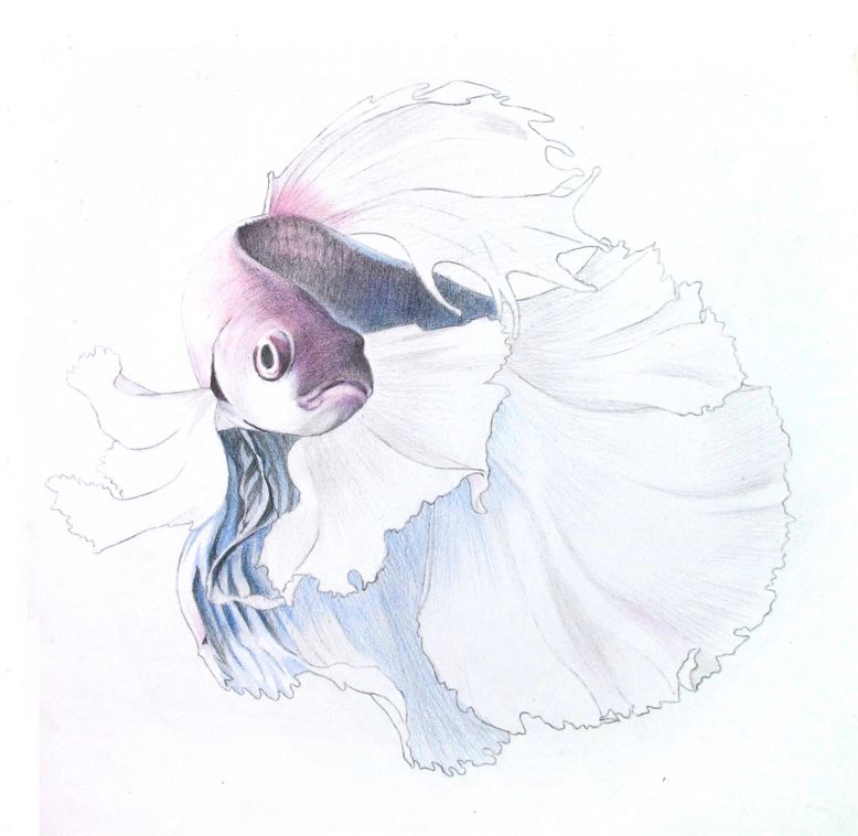 彩色铅笔画之泰国斗鱼的画法