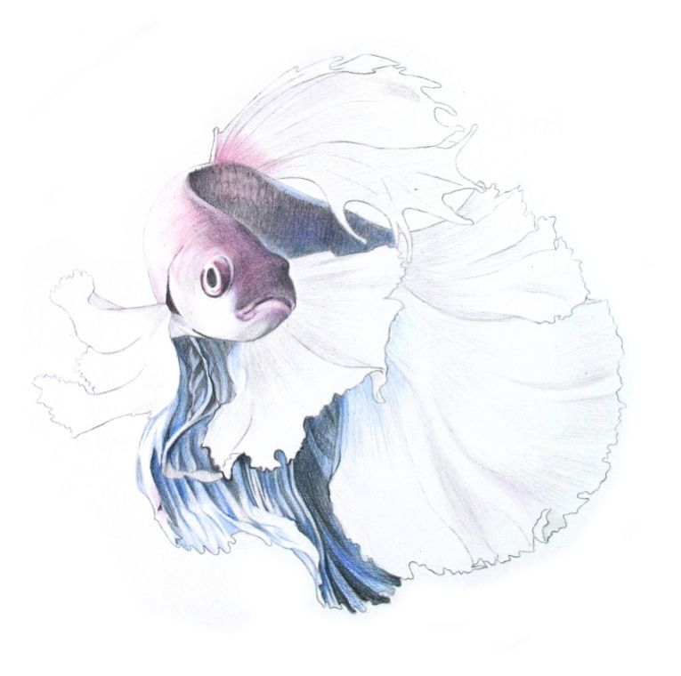 彩色铅笔画之泰国斗鱼的画法