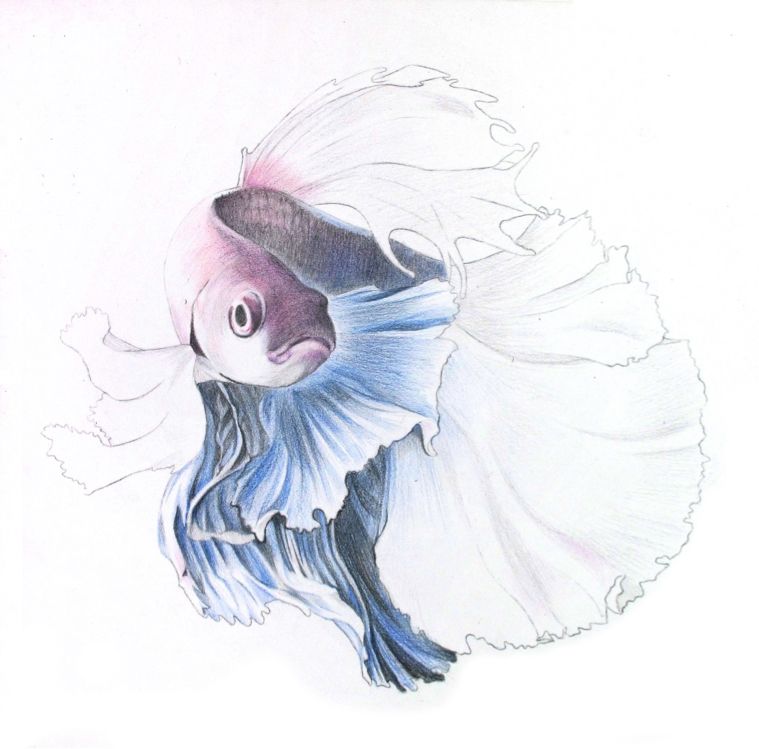 彩色铅笔画之泰国斗鱼的画法