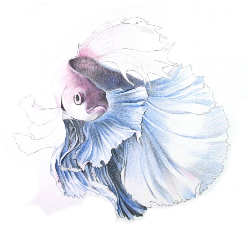 彩色铅笔画之泰国斗鱼的画法