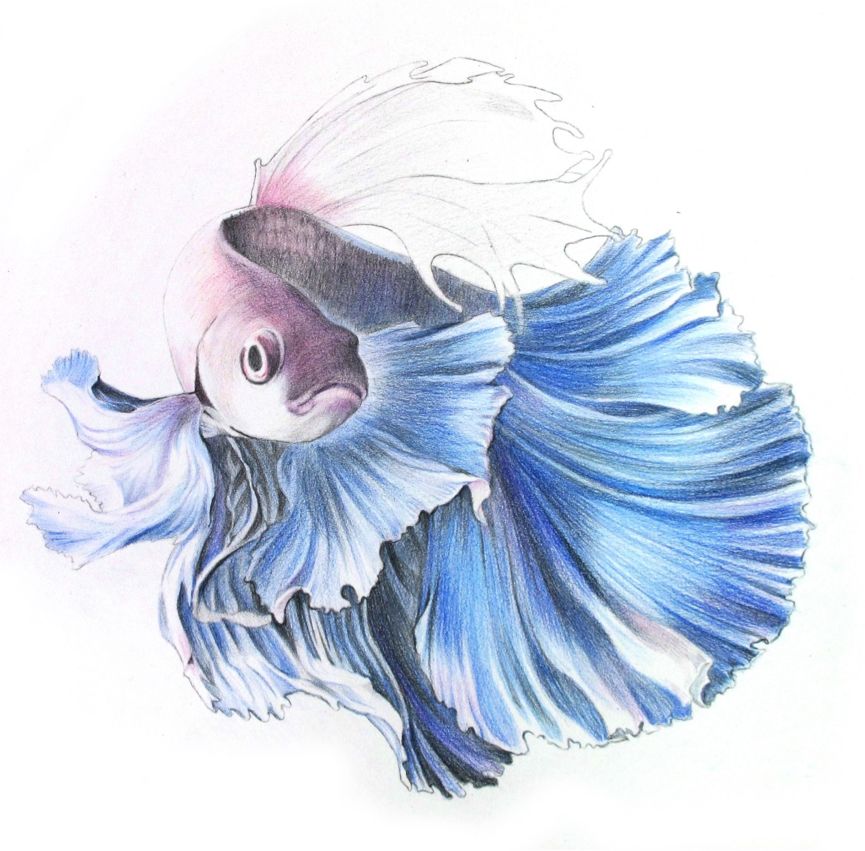 彩色铅笔画之泰国斗鱼的画法