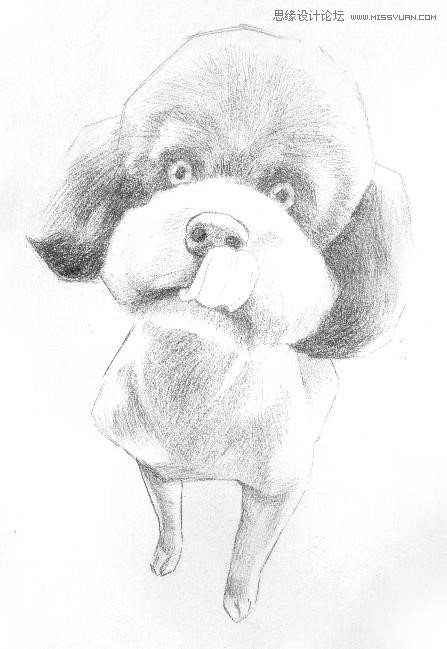 彩色铅笔画之泰迪熊犬的画法