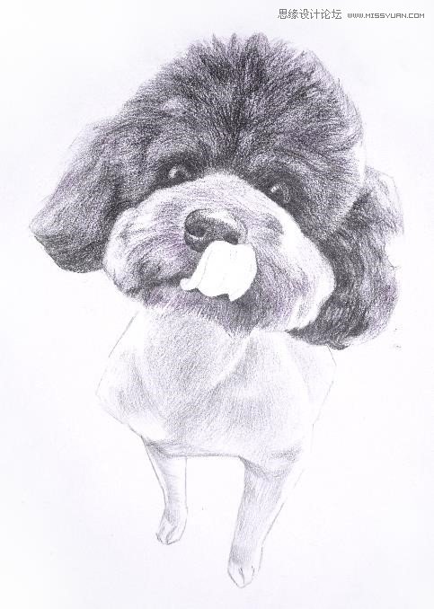 彩色铅笔画之泰迪熊犬的画法