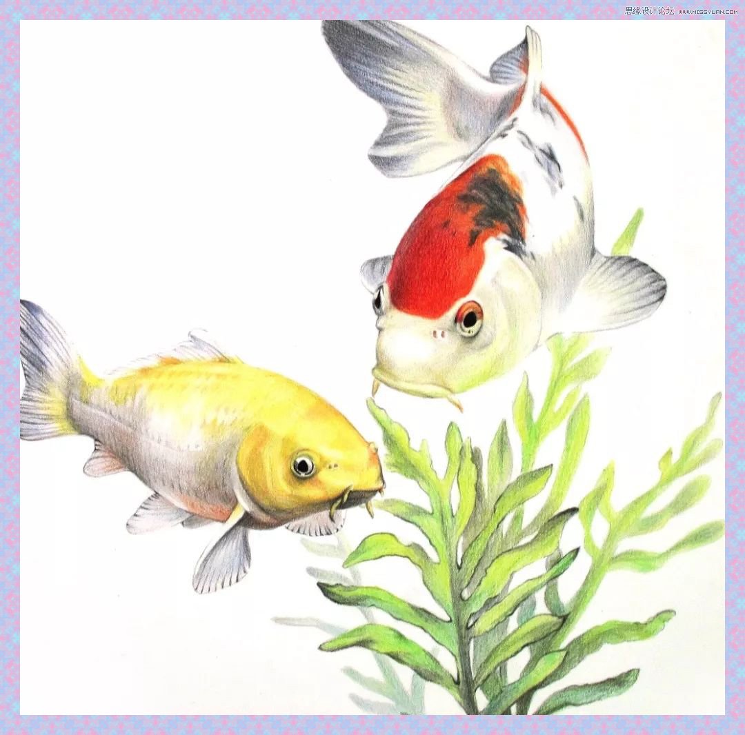 彩色铅笔画之幸运锦鲤的画法
