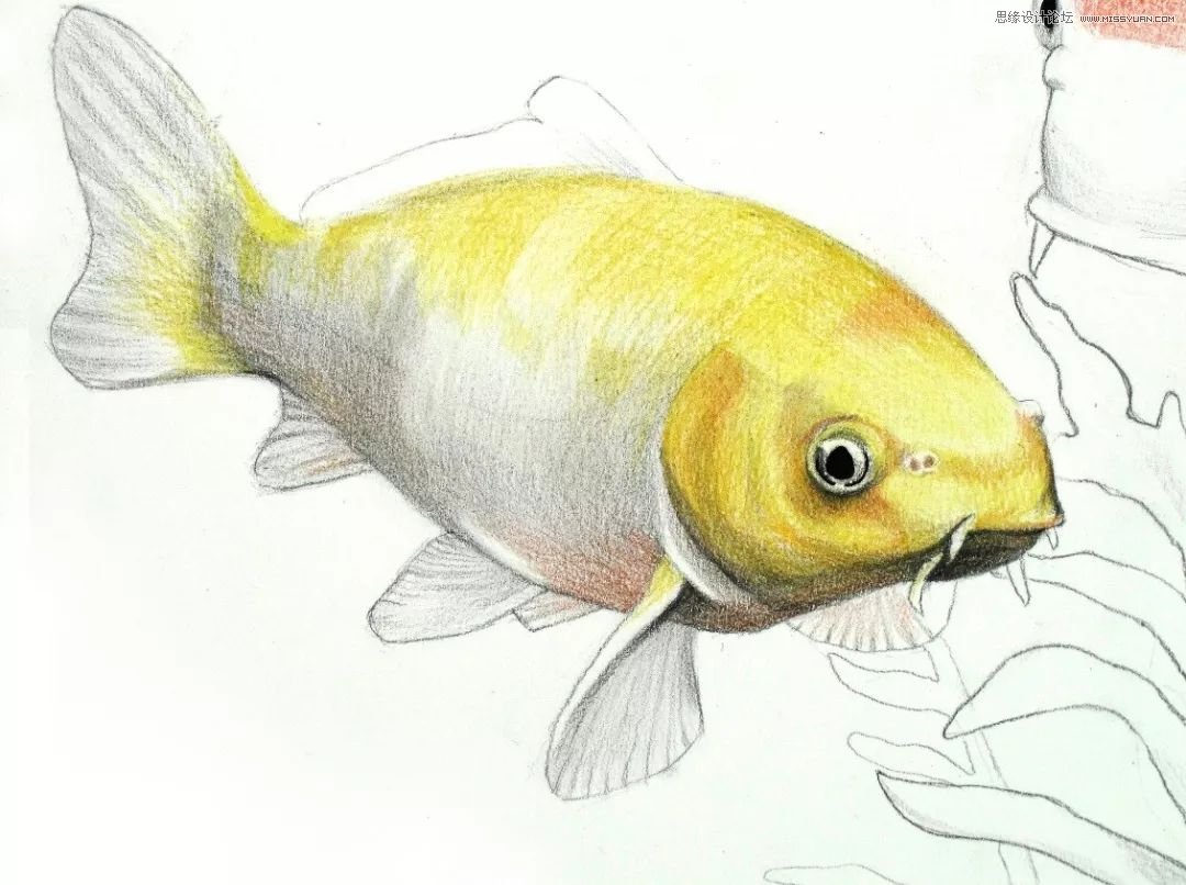 彩色铅笔画之幸运锦鲤的画法