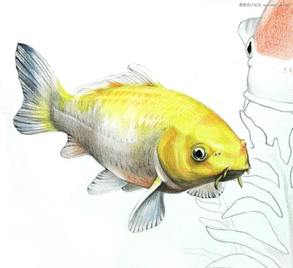 彩色铅笔画之幸运锦鲤的画法
