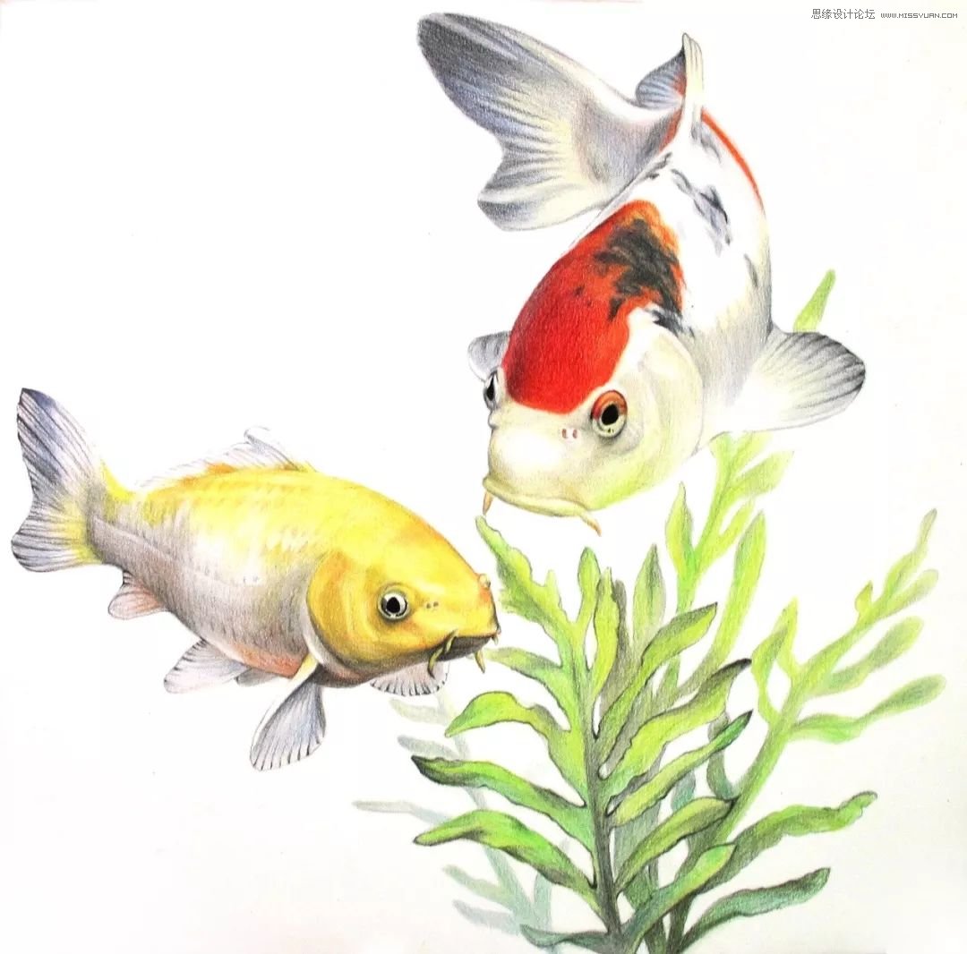 详解彩色铅笔画之幸运锦鲤的画法