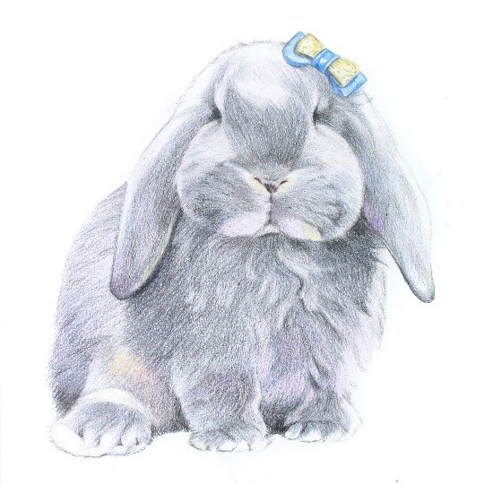 详解彩色铅笔画之垂耳兔的画法