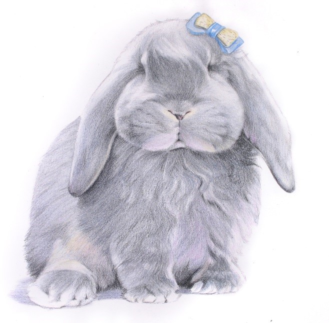 详解彩色铅笔画之垂耳兔的画法