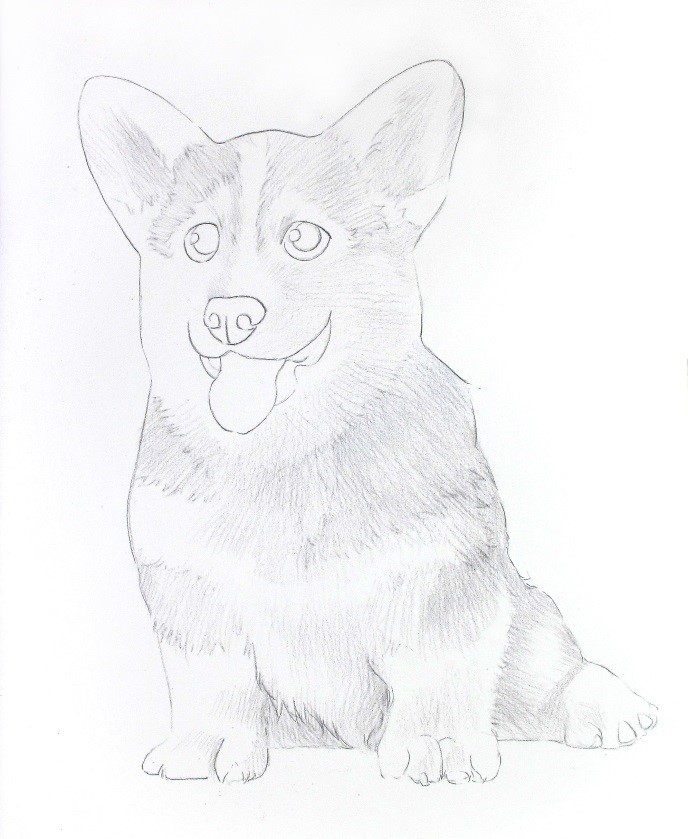 详细解析彩色铅笔画柯基犬的画法