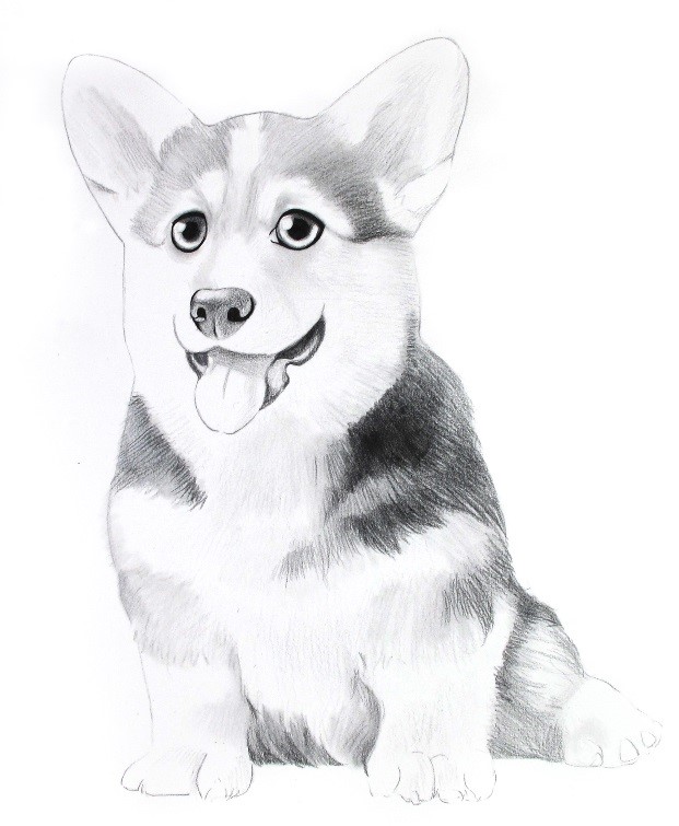 详细解析彩色铅笔画柯基犬的画法