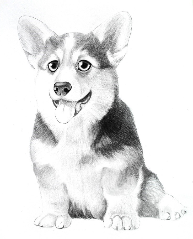 详细解析彩色铅笔画柯基犬的画法