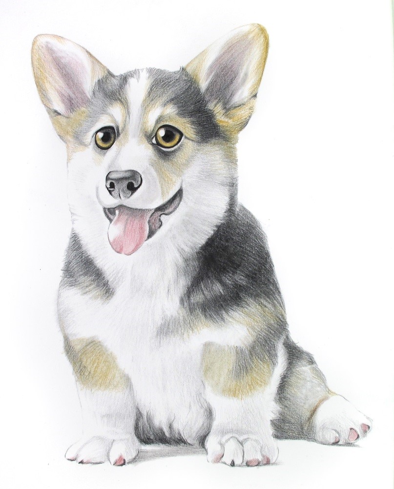 详细解析彩色铅笔画柯基犬的画法