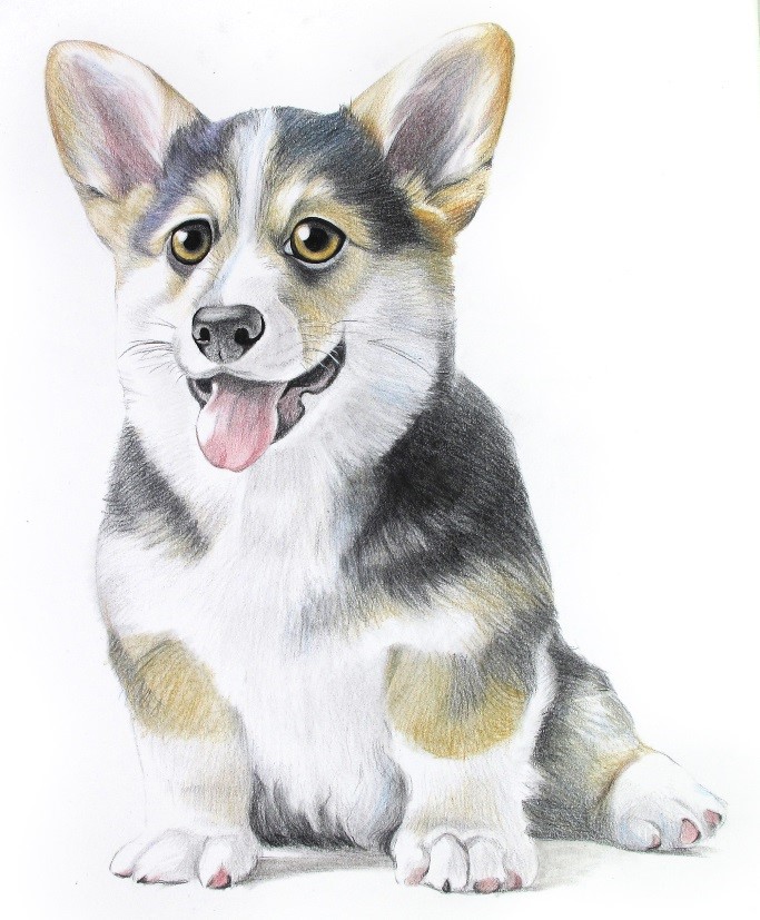 使用2B铅笔绘制柯基犬彩色铅笔画的画法