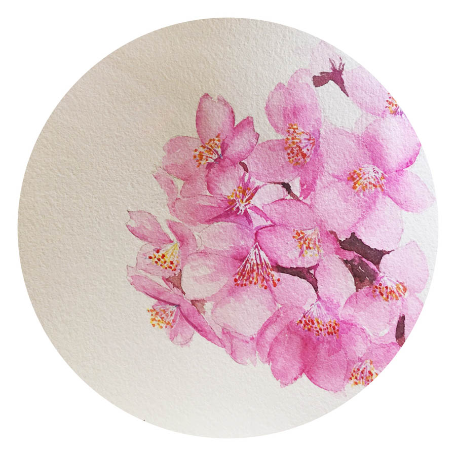 绘制水彩风格的樱花作品